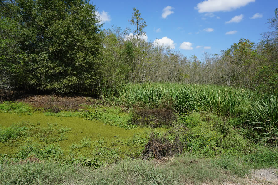 Wetland